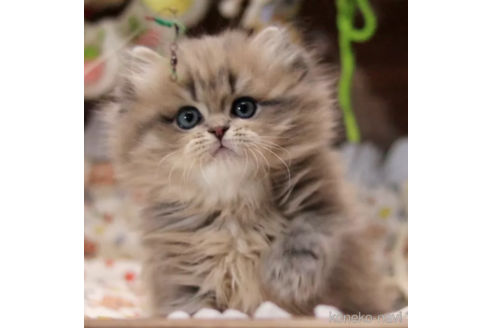 ミヌエットの子猫を探す｜子猫ブリーダーナビ